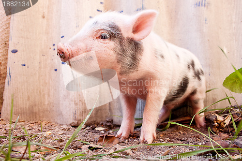 Image of Close-up of a cute muddy piglet running around outdoors on the f