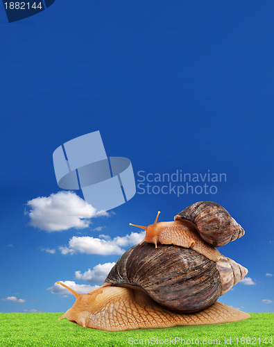 Image of Two brown snail