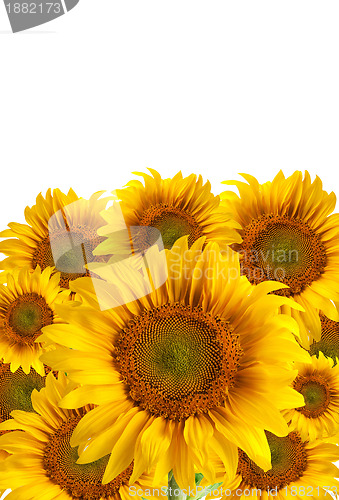 Image of The beautiful sunflower