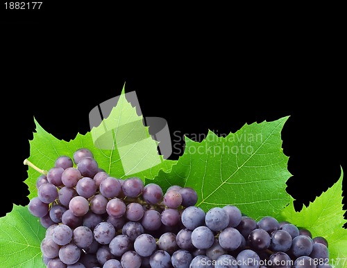 Image of Grape