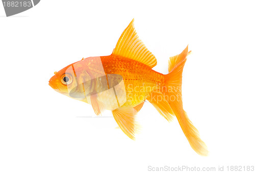 Image of Goldfish