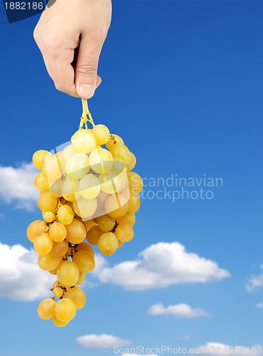 Image of Bunch of fresh green grapes