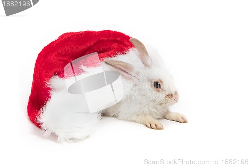 Image of Rabbit and red hat
