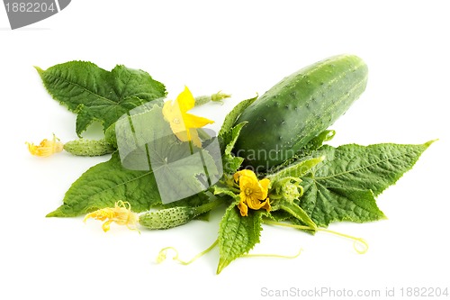 Image of The cucumber white flowers 