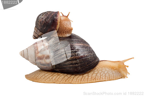 Image of Snails