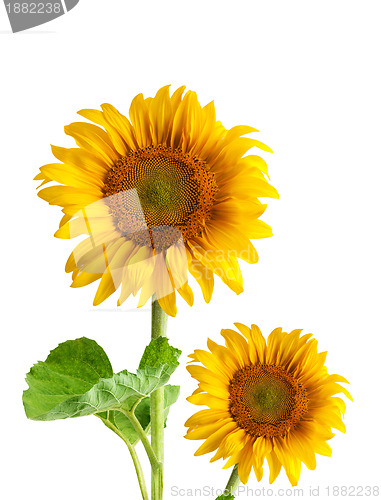 Image of The beautiful sunflower