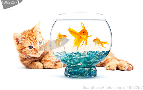 Image of Goldfish and cat