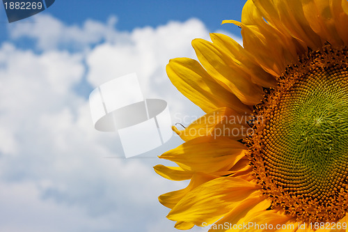 Image of Sunflower