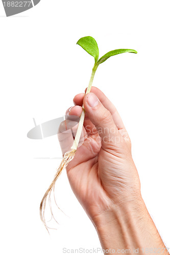 Image of Male hand hold a small sprout and an earth handful