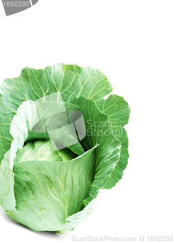 Image of Head of green cabbage