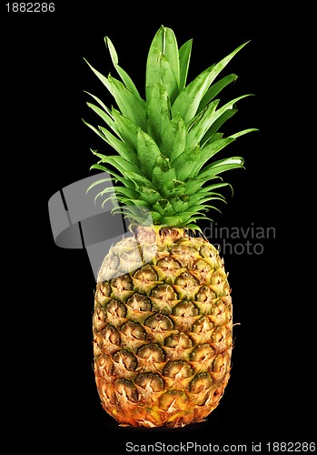 Image of Ripe pineapple