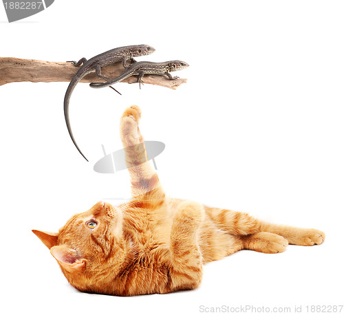Image of Cat playing with lizards 