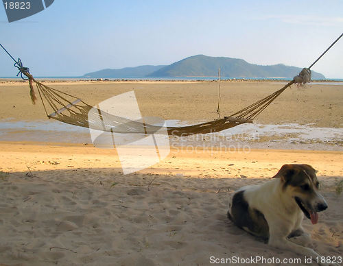 Image of Beach with hammock and dog.