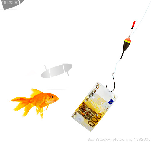 Image of Goldfish