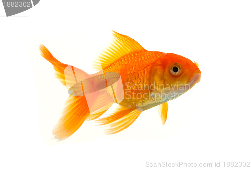 Image of Goldfish