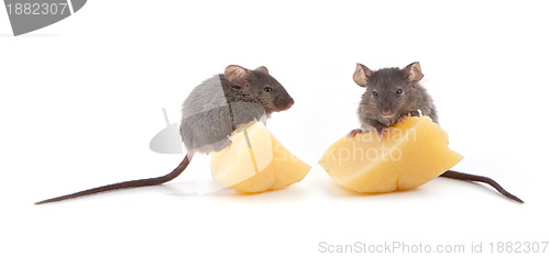 Image of Mouse and cheese