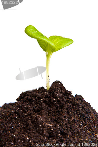 Image of Heap dirt with a green plant sprout isolated