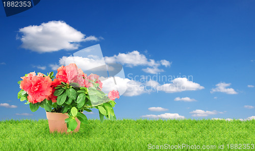 Image of Flower in a flowerpot