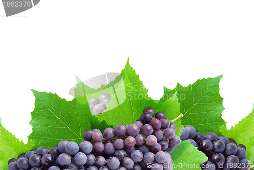 Image of Bunch of fresh grapes