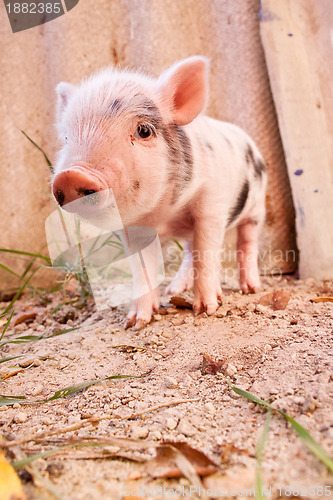 Image of Close-up of a cute muddy piglet running around outdoors on the f