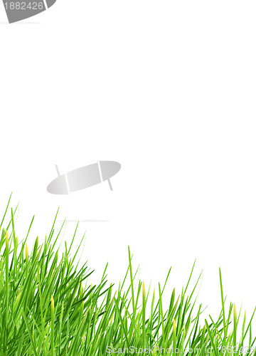 Image of Grass