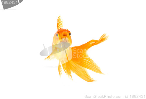 Image of Goldfish