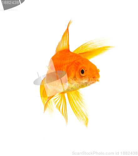 Image of Goldfish