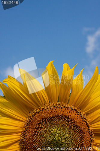 Image of Sunflower