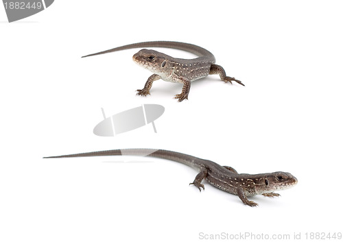 Image of Llizards