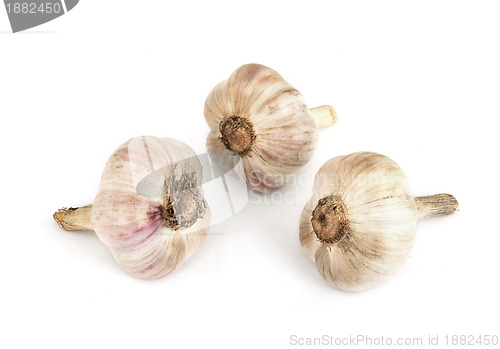 Image of Head of garlic
