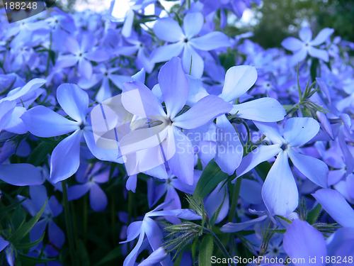 Image of Phlox