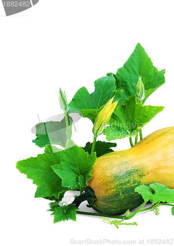 Image of Pumpkin