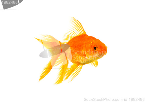 Image of Goldfish