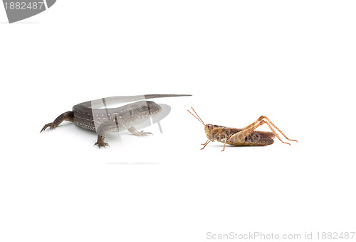 Image of Two lizards and a grasshopper