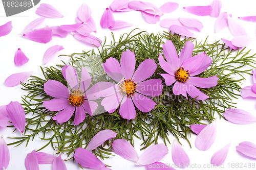 Image of Flowers
