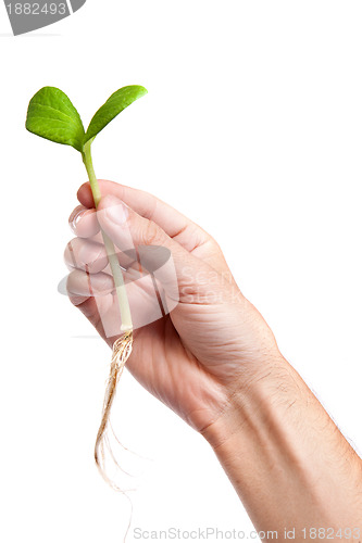 Image of Male hand hold a small sprout and an earth handful