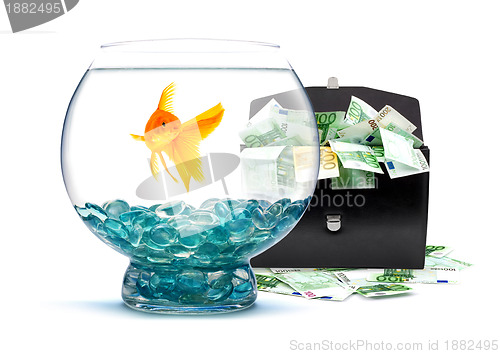 Image of Goldfish with money 