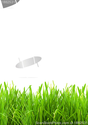 Image of Isolated green grass