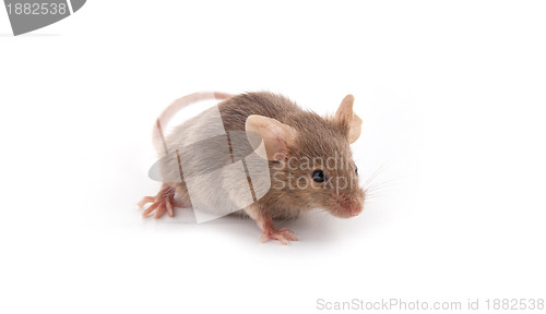Image of Small mouse