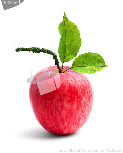 Image of Apple