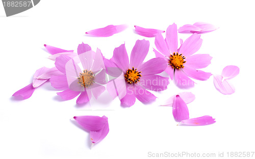 Image of Flowers