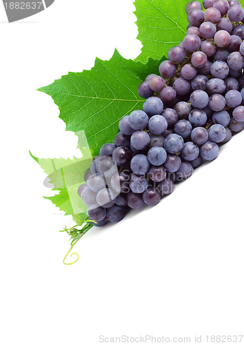 Image of Grape