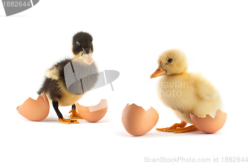 Image of Yellow small duck