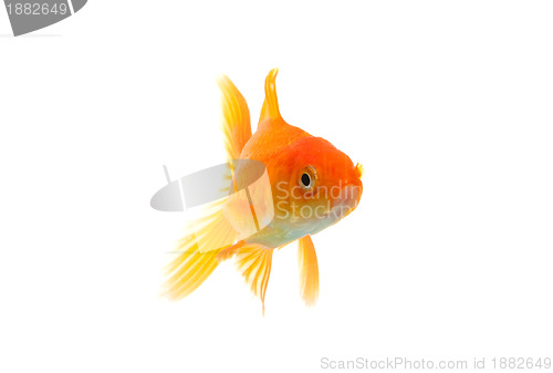 Image of Goldfish