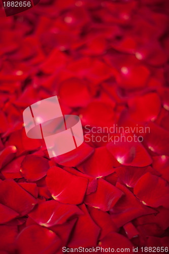 Image of Background of red rose petals