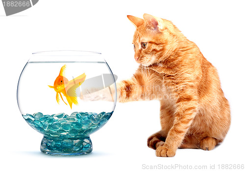 Image of Goldfish and cat