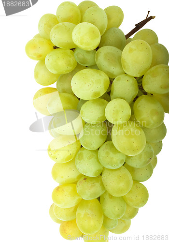 Image of Grape