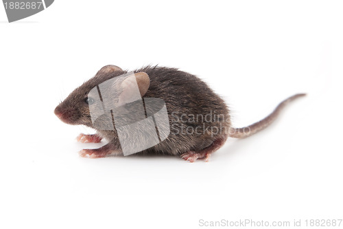 Image of Small mouse