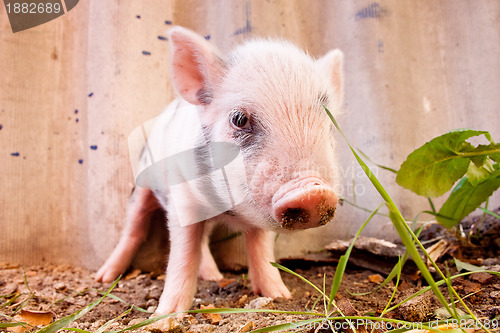 Image of Close-up of a cute muddy piglet running around outdoors on the f