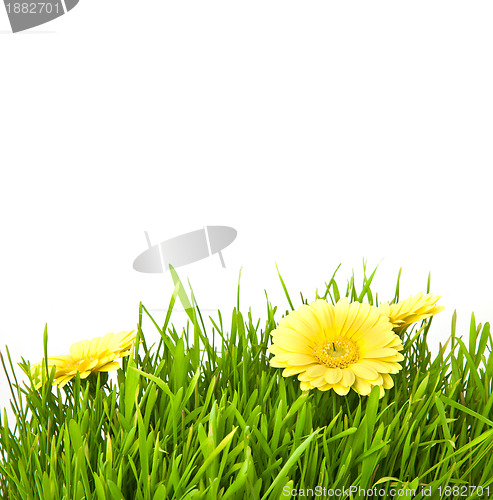 Image of Isolated green grass with yellow flowers